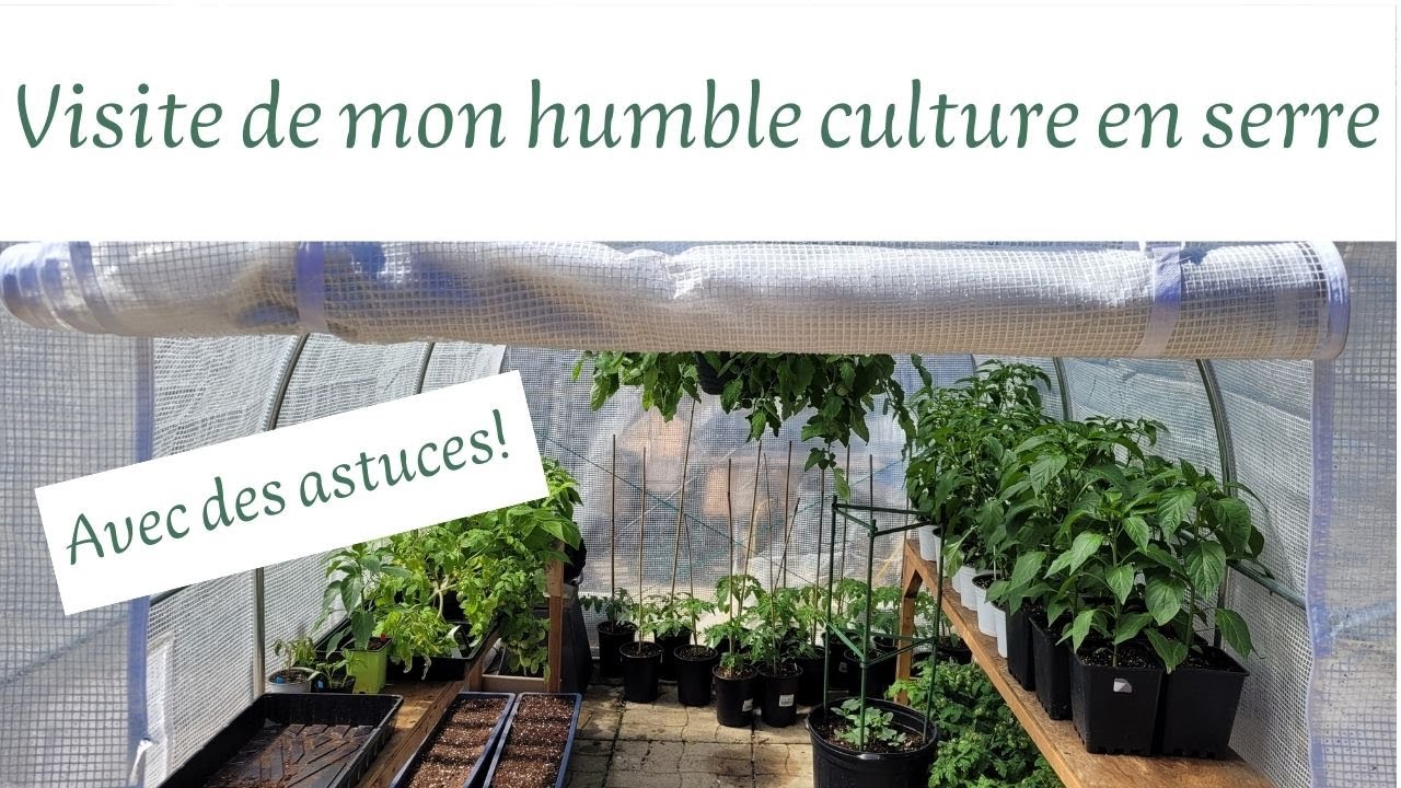 Visite de mon humble culture en serre