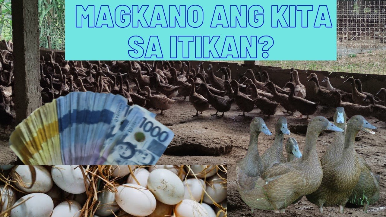 MAGKANO ANG KITAAN SA DUCK LAYER FARMING? Magkano ang kikitain sa itikan? (Actual na kita sa itikan)