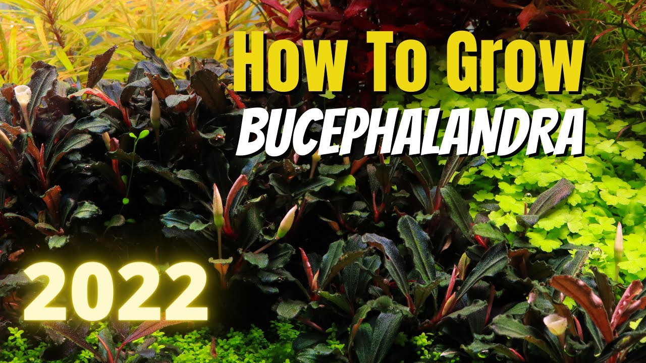 How to Grow Bucephalandra in 2022!