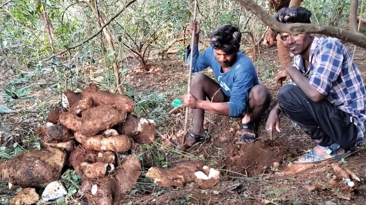 Jungle sweet potato 🍠🍠 | Kattu Valli Kizangu | Village Lifestyle | Kattu Valli Kizangu Tamil