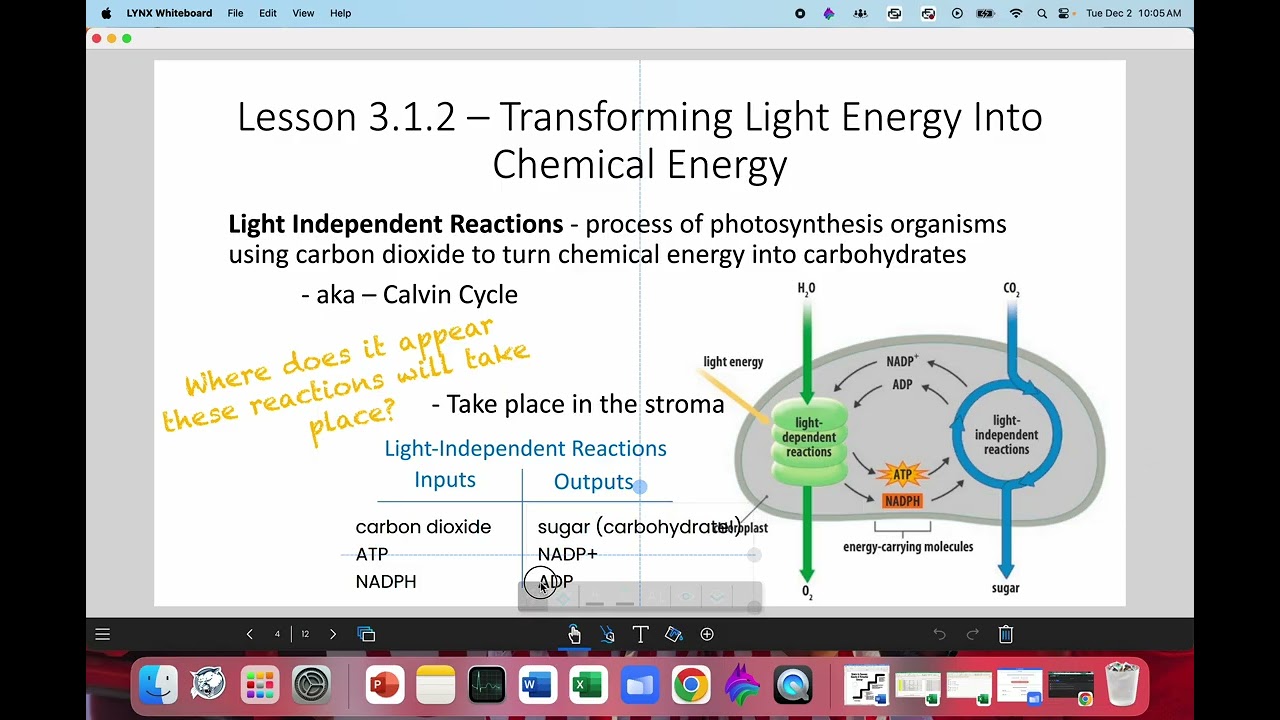 Notes - Lesson 3.1.2, Photosynthesis, Light Independent Reactions