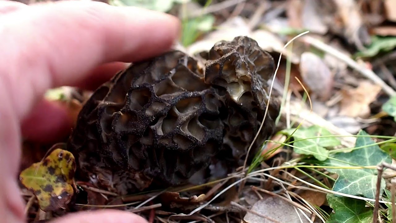 Morilles (derni&egrave;re cueillette 2020)