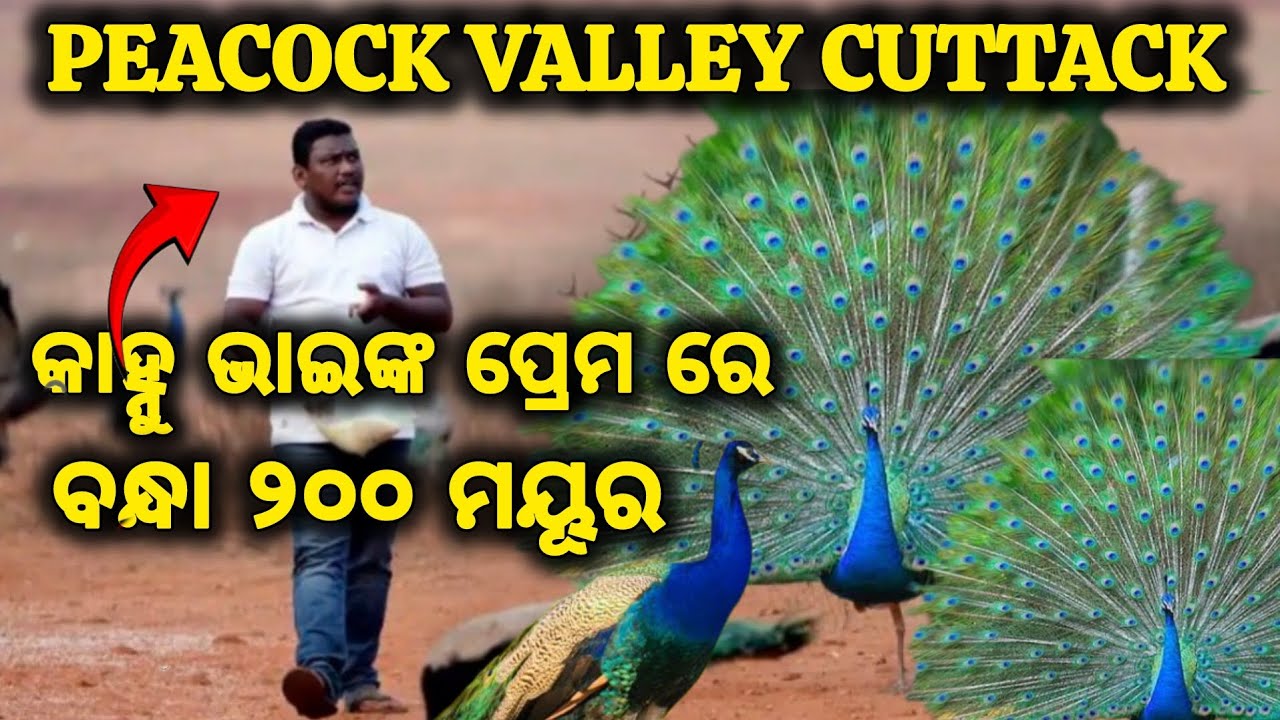 Peacock Valley Naraj Munduli Cuttack  🦚 A must visit place near Bhubaneswar and Cuttack