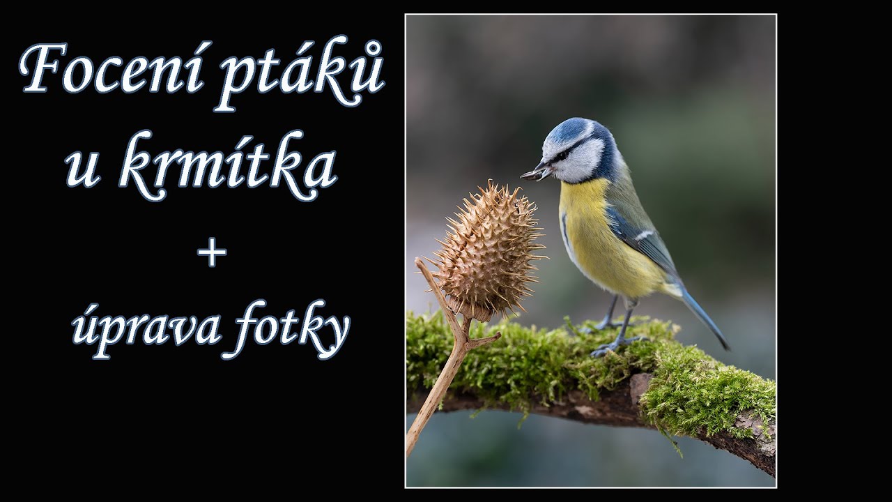 focení  ptáků u krmítka + úprava fotky - Sony A7IV