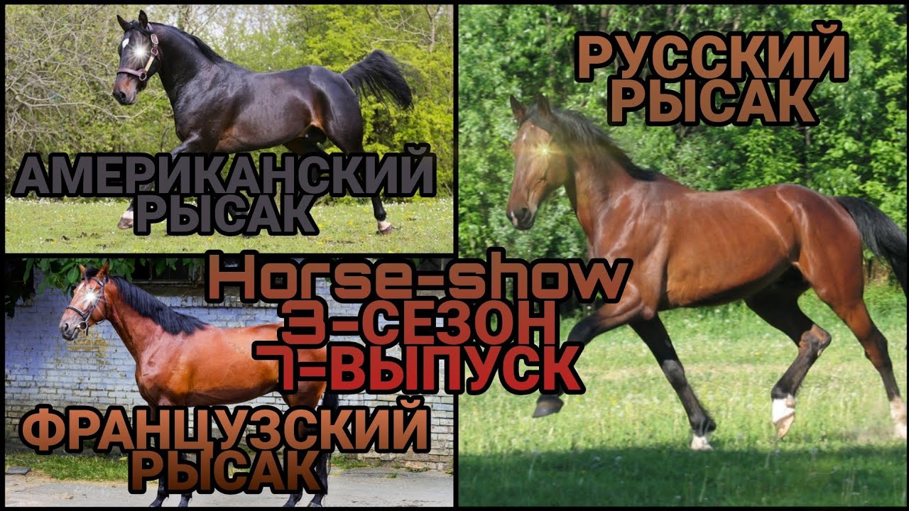 🐴Horse-Show🐴 3-СЕЗОН 7-ВЫПУСК (АМЕРИКАНСКИЙ, РУССКИЙ, ФРАНЦУЗСКИЙ РЫСАК) 