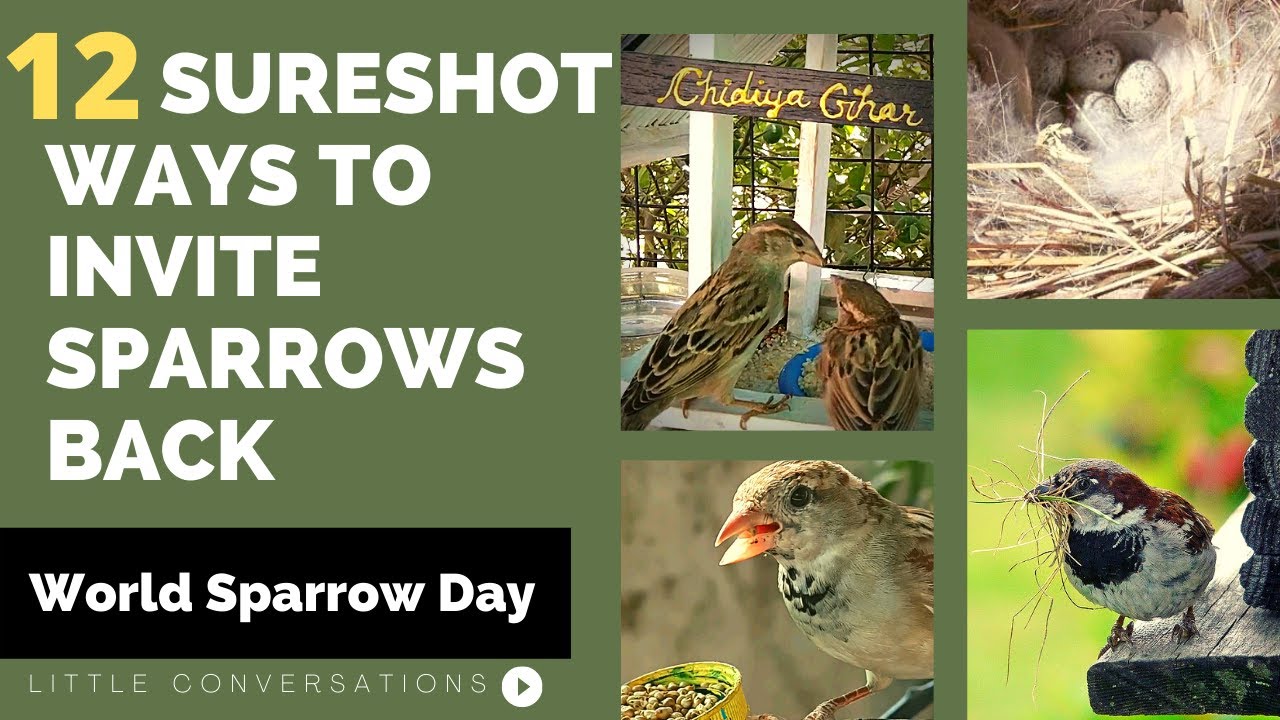 12 Sure Shot Ways To Invite Sparrows | World Sparrow Day 2022 | Little Conversations | Sana Firdaus