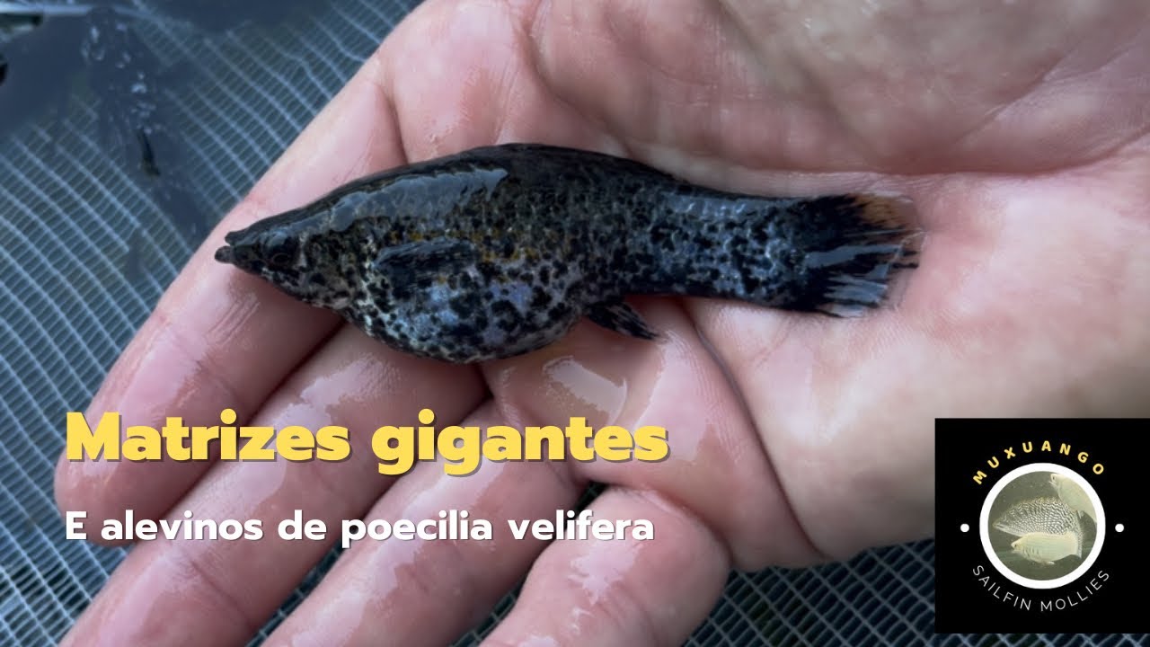 Algumas matrizes gigantes e alevinos de poecilia velifera.