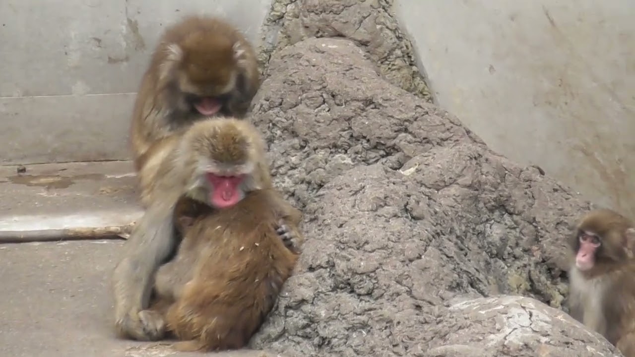 市川市動植物園のニホンザル