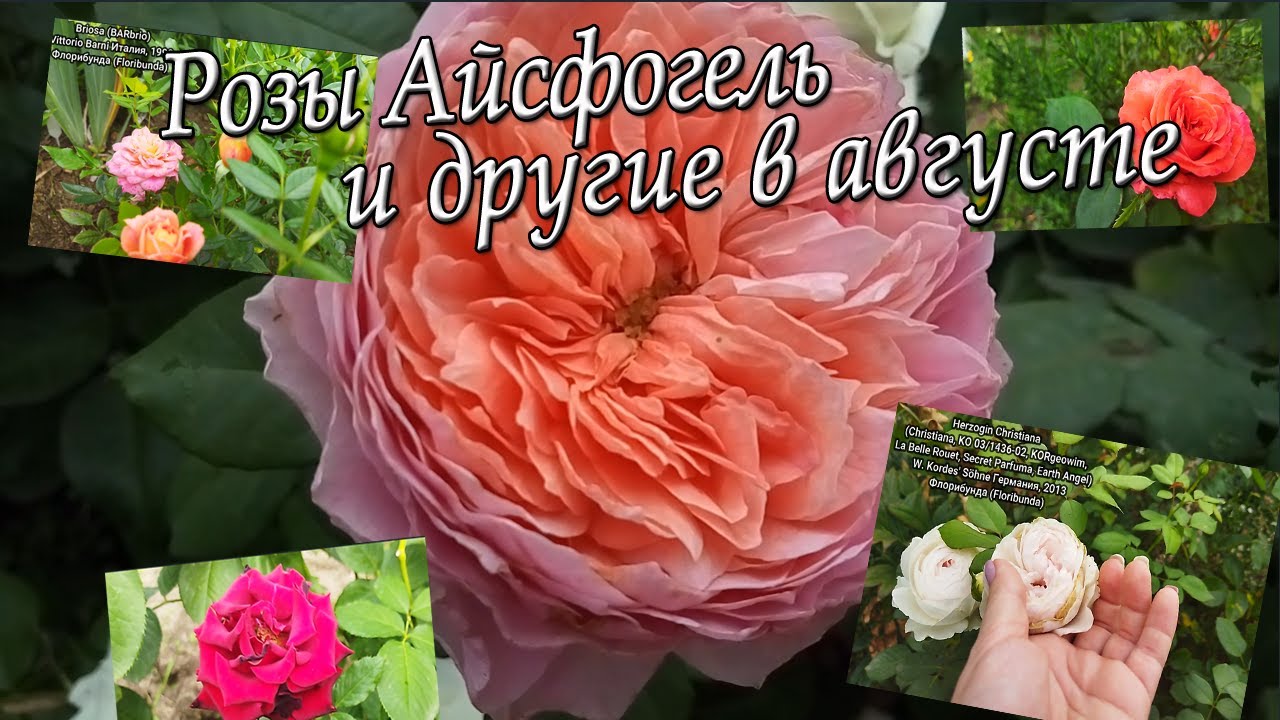 Розы:  Айсфогель и другие в августе