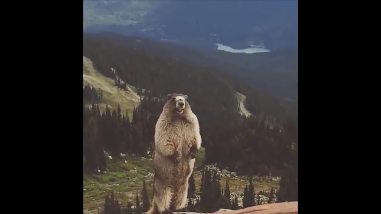 Funny animal screaming meme!!
