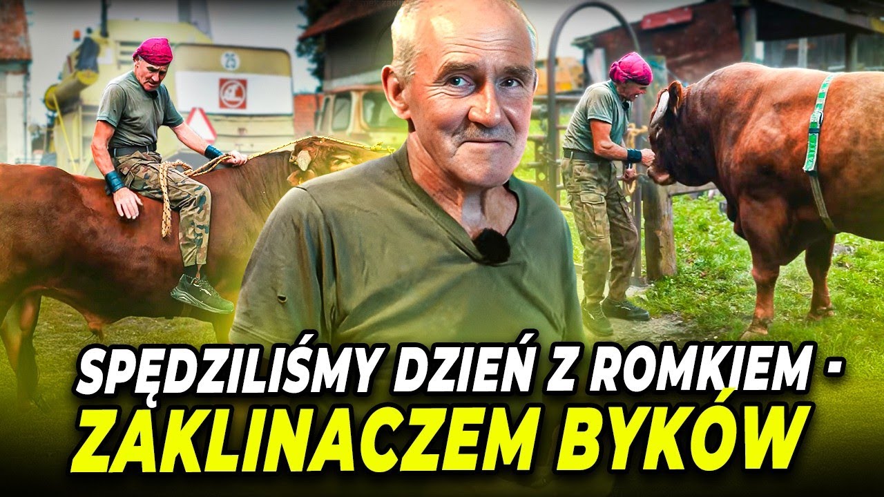 ROMEK ZAKLINACZ BYKÓW W AKCJI! TAK ZAJMUJE SIĘ BYKAMI