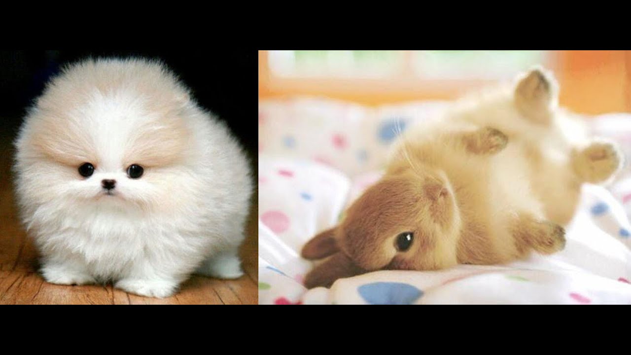 Puppy SOO Cute ! Cute Puppies Doing Funny Things 2020 😍 #1