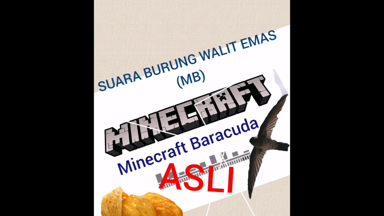 Swiftlet Sound | Suara Burung Walit