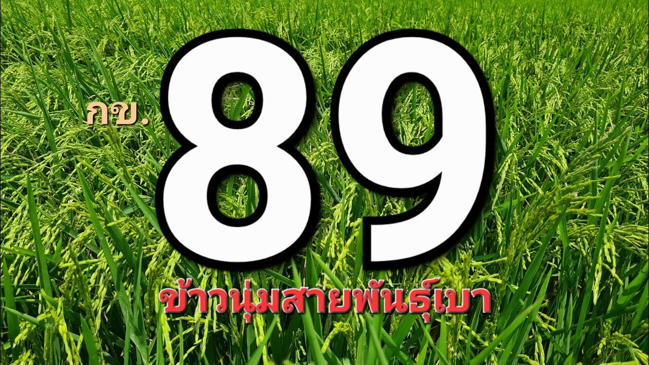 กข.89 ข้าวสายพันธุ์ใหม่  เหมาะสำหรับนาลุ่มน้ำ