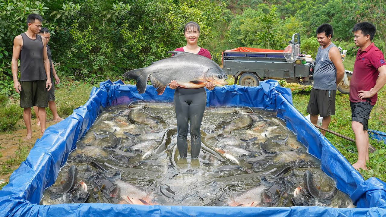 Drag The Net To Harvesting 1000+ Big Fish In The Lake Go To Market Sell - Farm Life