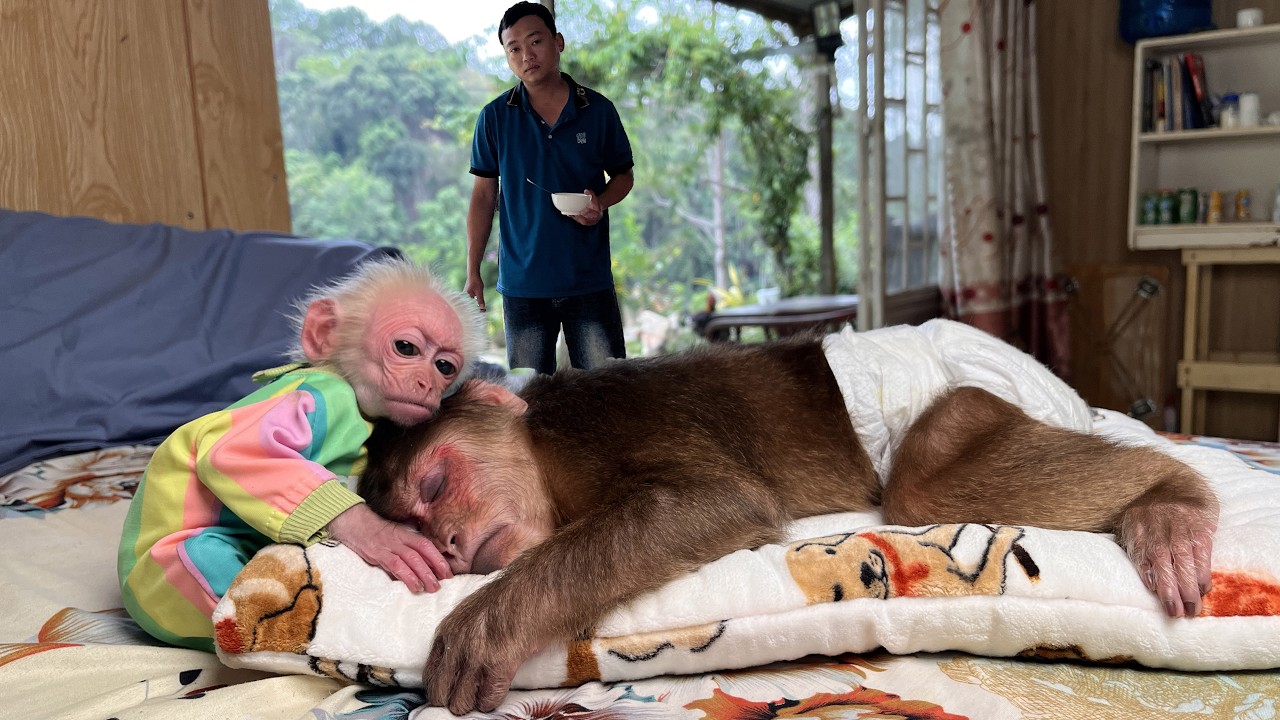 Monkey Max sick!🤒Stopped eating completely... lay still and cry 🥺&middot; ᥫ᭡❤︎