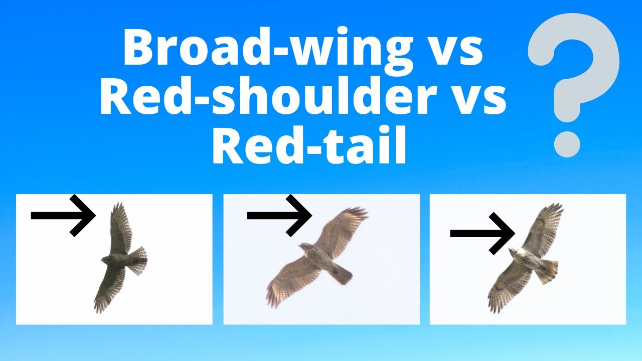 Juvenile Broad-winged Hawk vs Red-shouldered Hawk vs Red-tailed Hawk - Raptor Identification