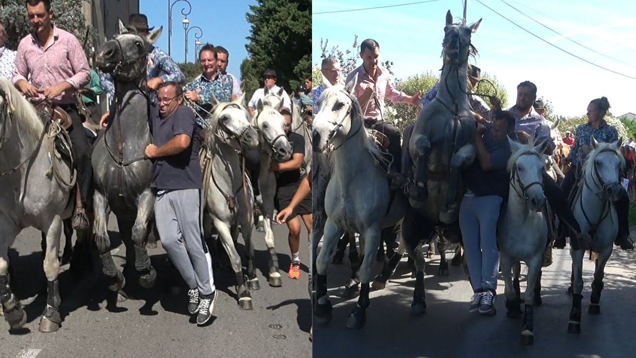 CHÂTEAURENARD ABRIVADO LONGUE 9.08.23 💥🐴