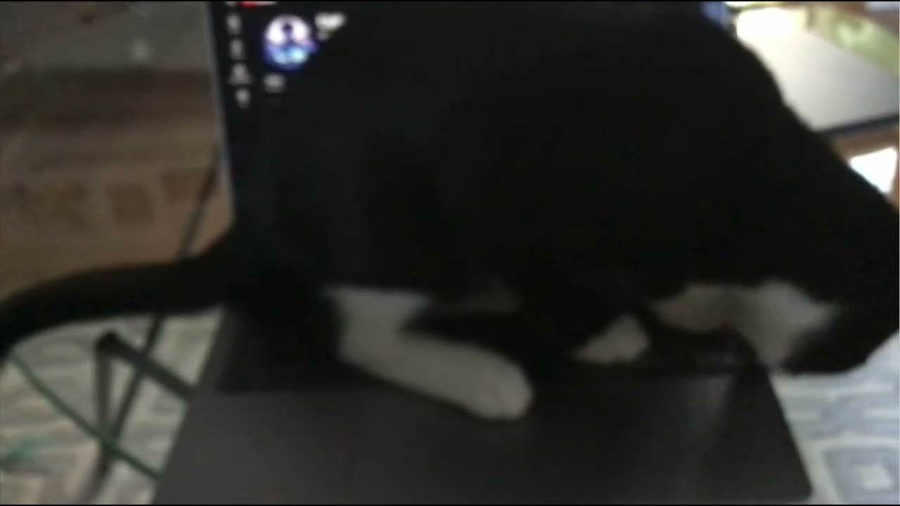 How to "remove" a cat from your computer