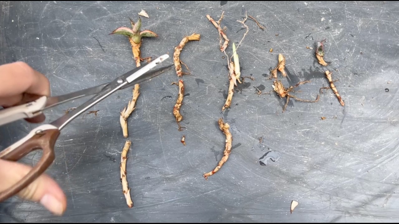 実験結果：極小ぶつ切りランナー発根・萌芽したか？　#アガベ実験