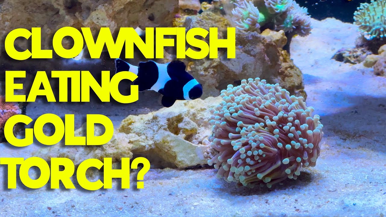 This Is Why I can't Have Nice Corals...