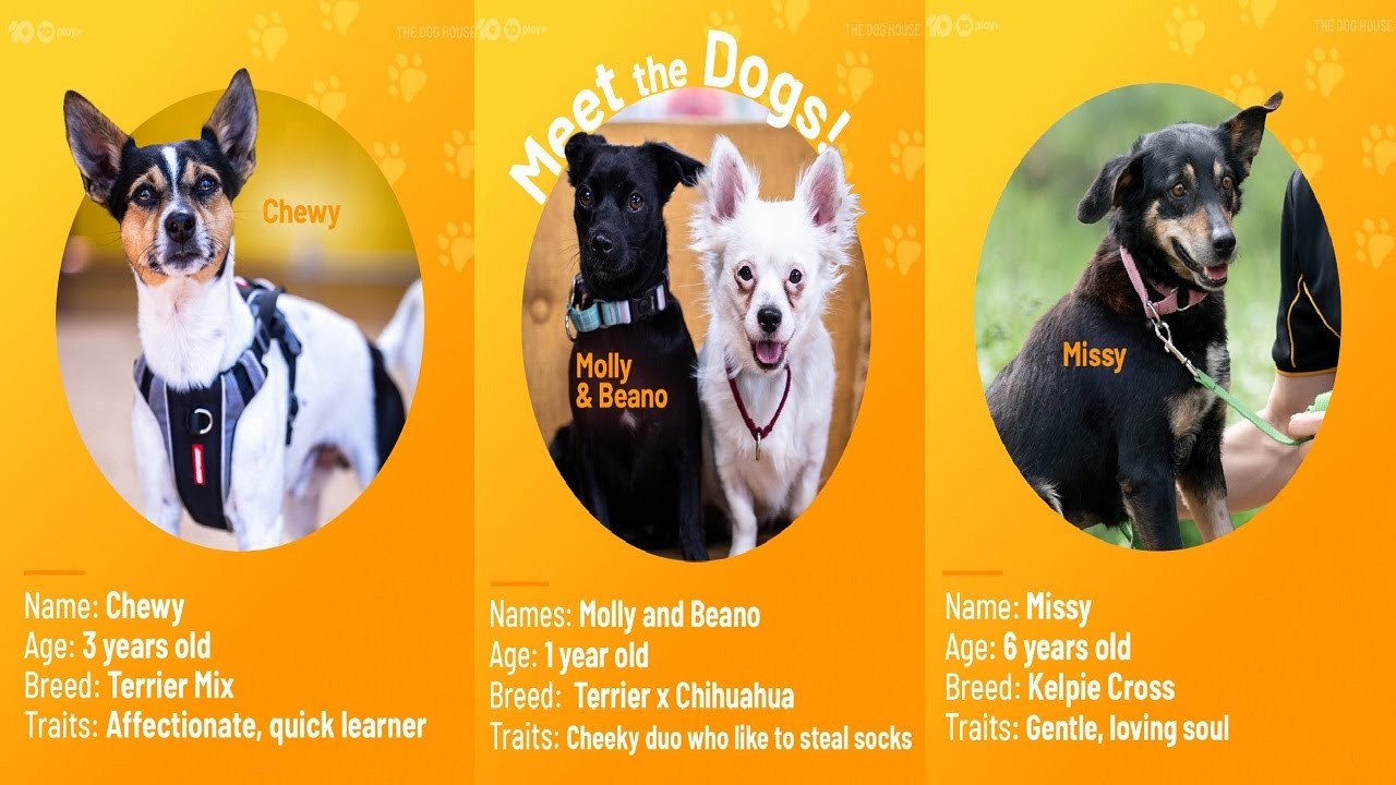The Dog House Australia - Season 5 Episode 10: Molly & Beano bring them the comfort they need?