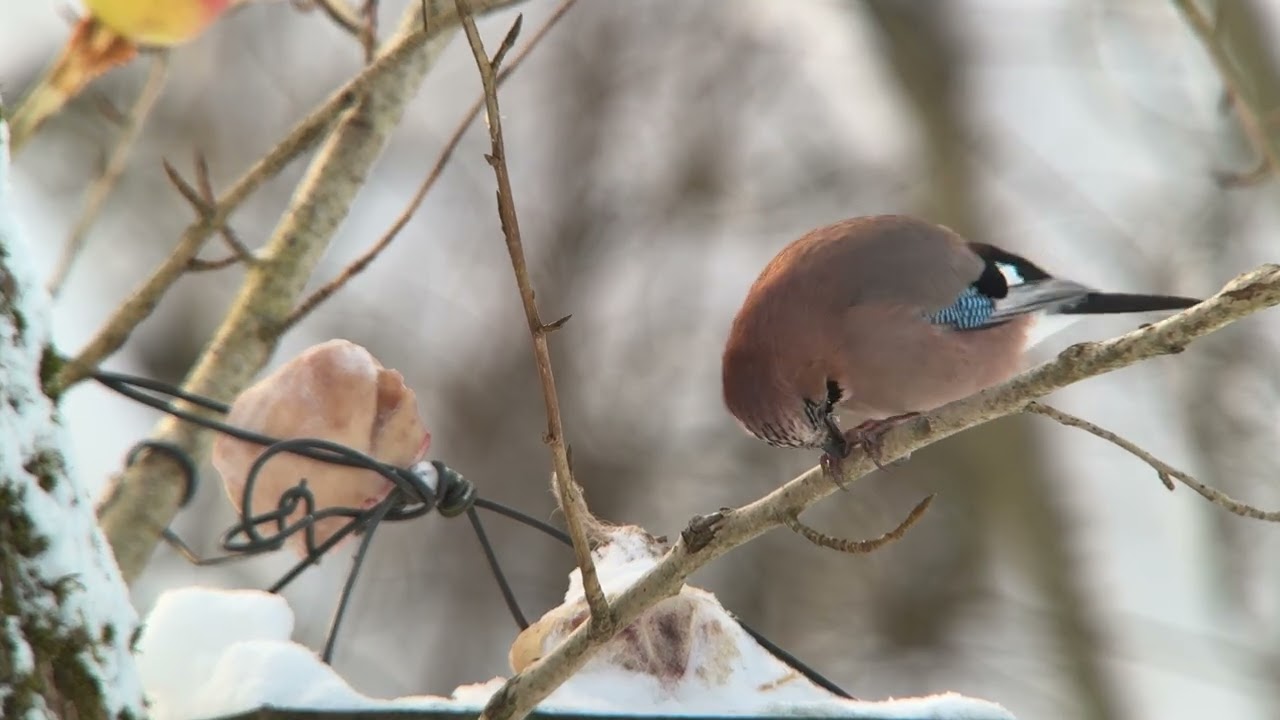 Птицы России. Бёрдвотчинг. Birdwatching. Дигископинг. Digiscoping. 