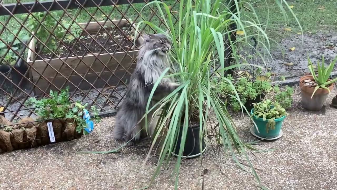 Maine Coon Cat Playing Hide and Seek - Can You Spot Him?