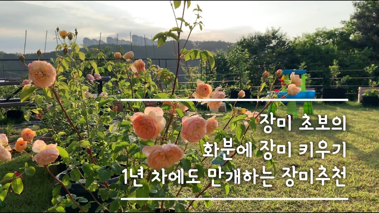 화분에 장미 키우기 l 영국장미 데이비드 오스틴 l 독일장미 추천 l 초보 가드너의 장미 정원 l 전원주택 일상