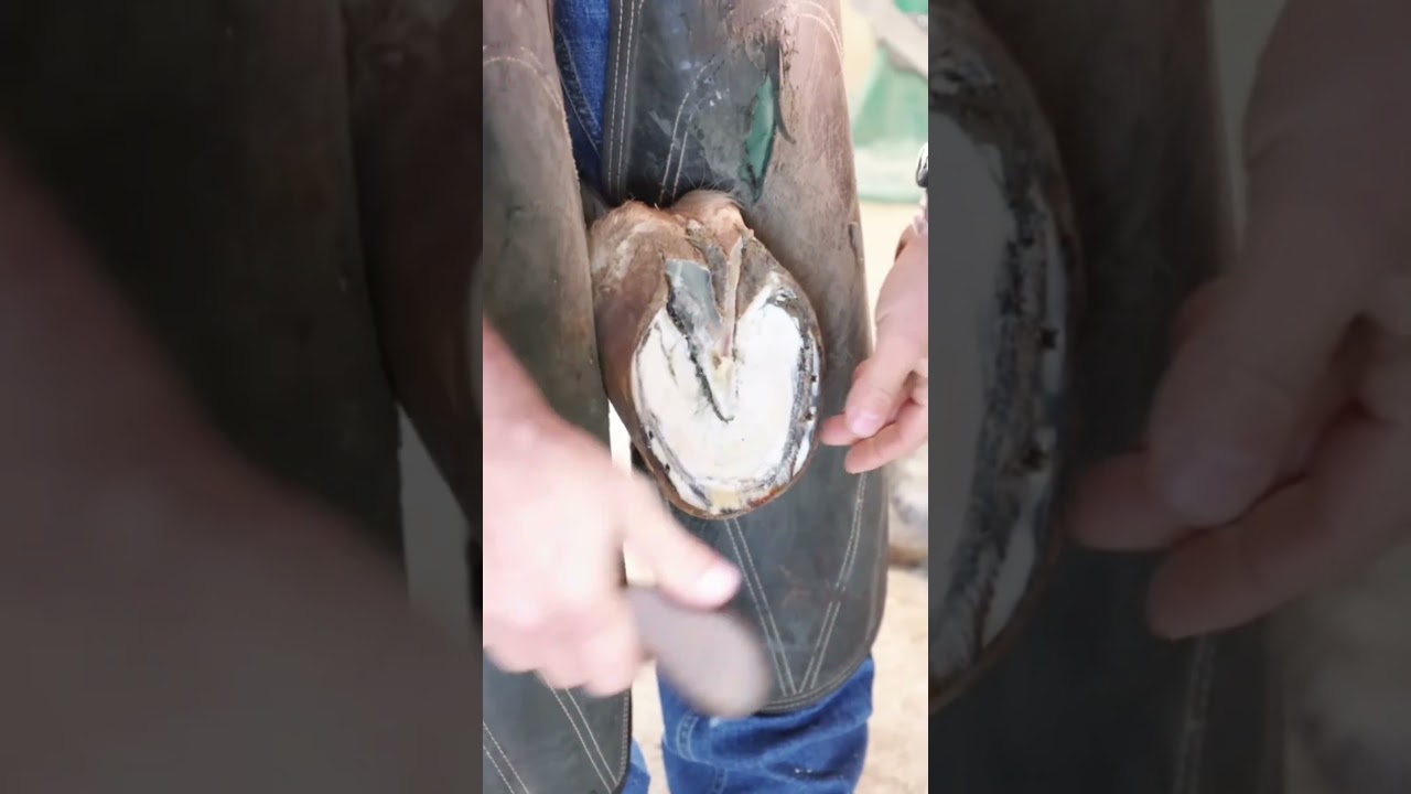 Satisfying Horse Hoof Care 🐎😌 | Dirty to Clean Transformation! ✂️