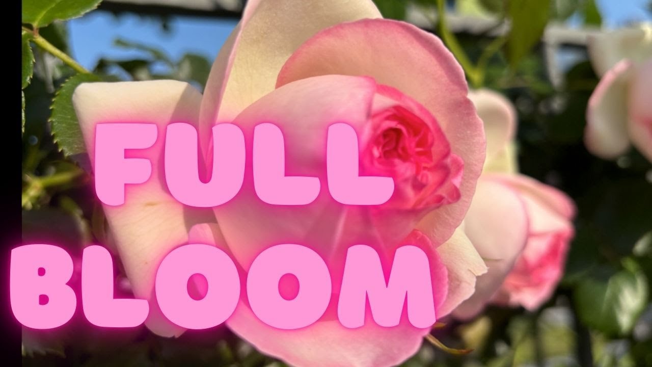 Nakanoshima Rose Garden After Work | A Hidden Oasis in Full Bloom 🌹🌇