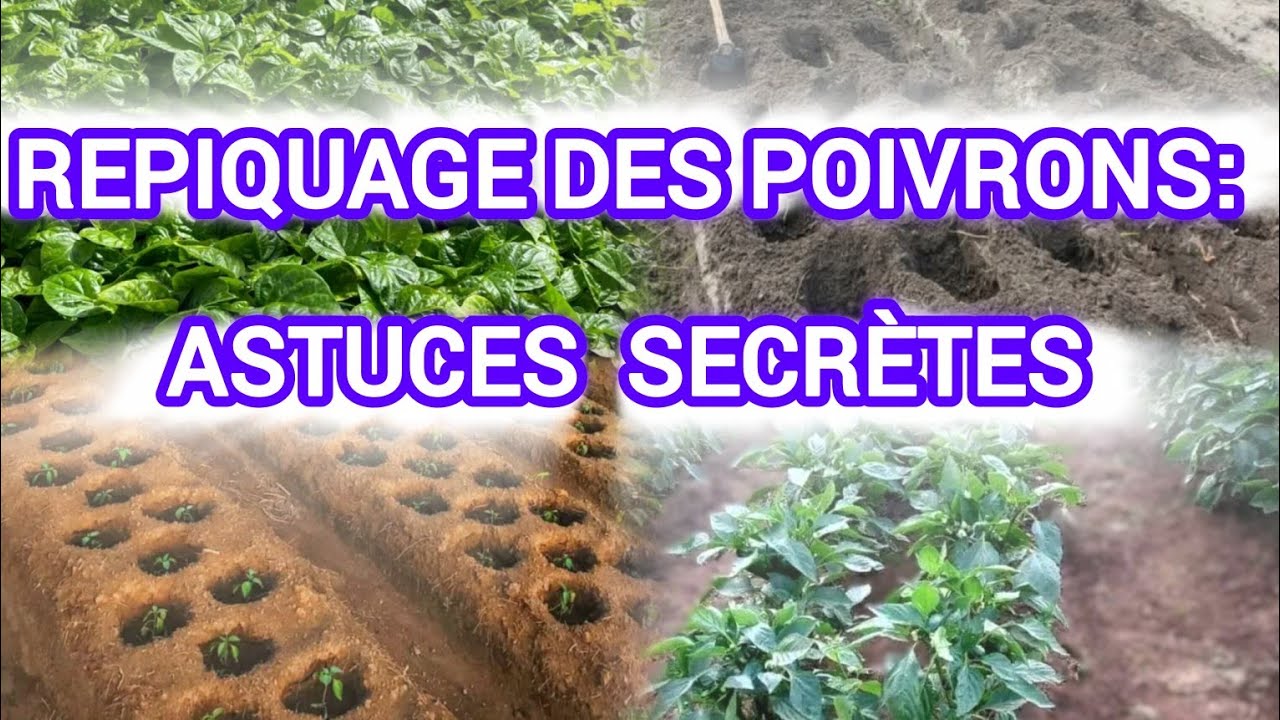 NE REPQIUE PLUS JAMAIS COMME ÇA ! (Les Signes Cachés + La Méthode Secrète des Poivrons) + buttage