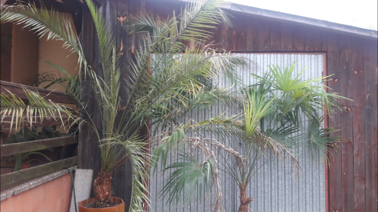 Palmy trzymane w domu . Przeznaczenie palm i odporność na mróz.