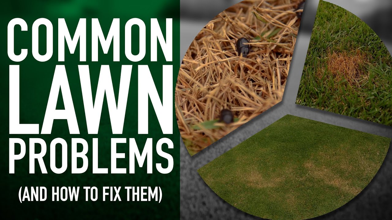What’s Wrong with My Lawn? 3 Common Lawn Care Problems