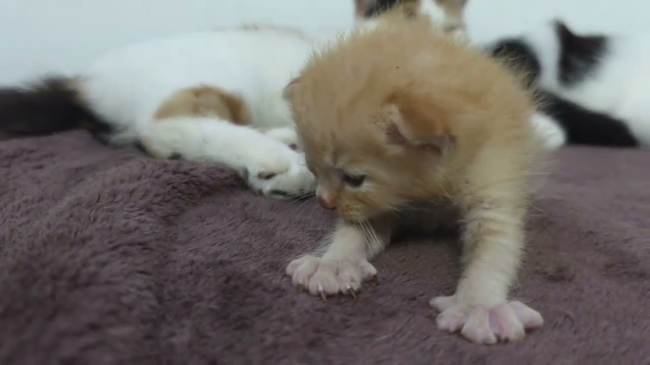 ดุ๊กดิ๊ก ๆ