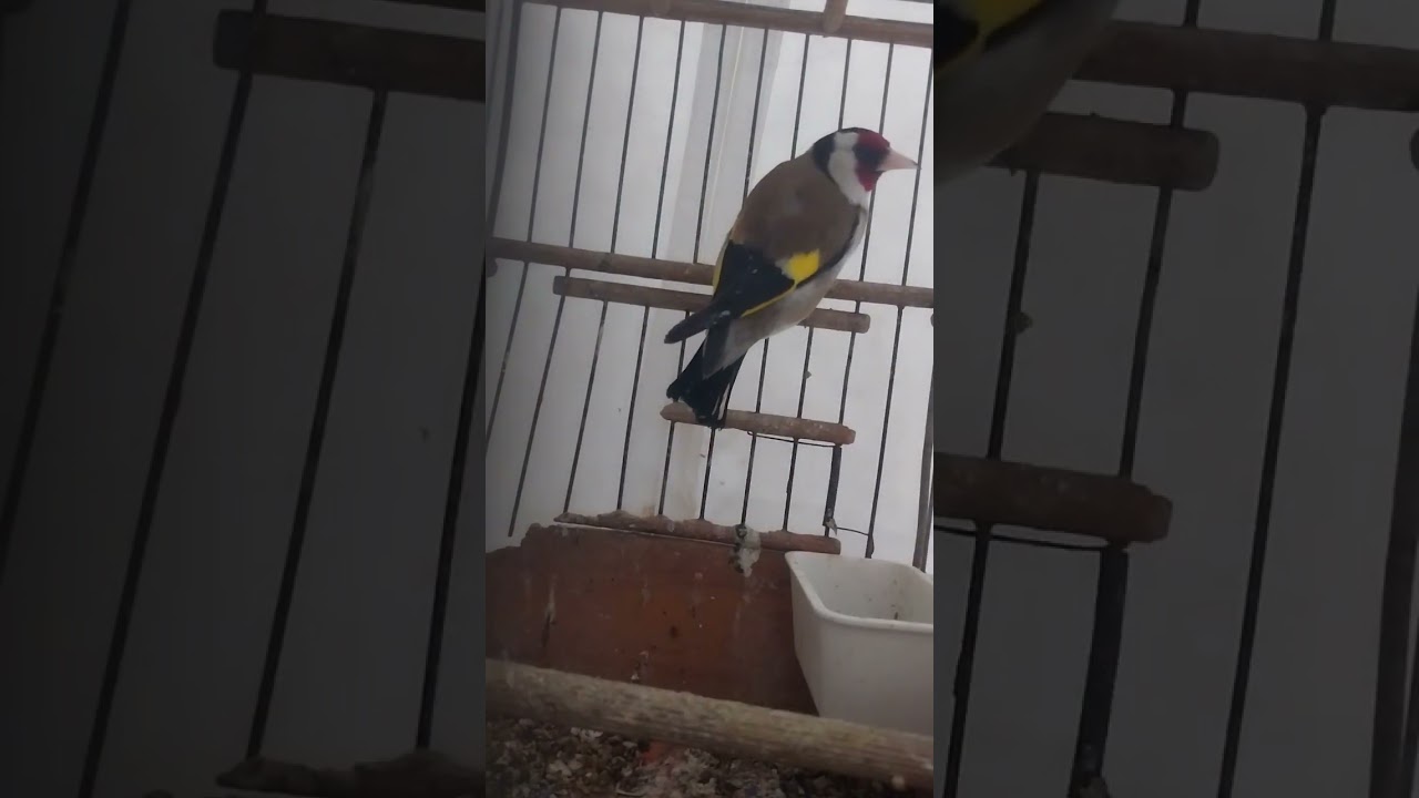 Saka ötüşü şakşaklar vicyolar bozuklarda var maşaallah #carduelis