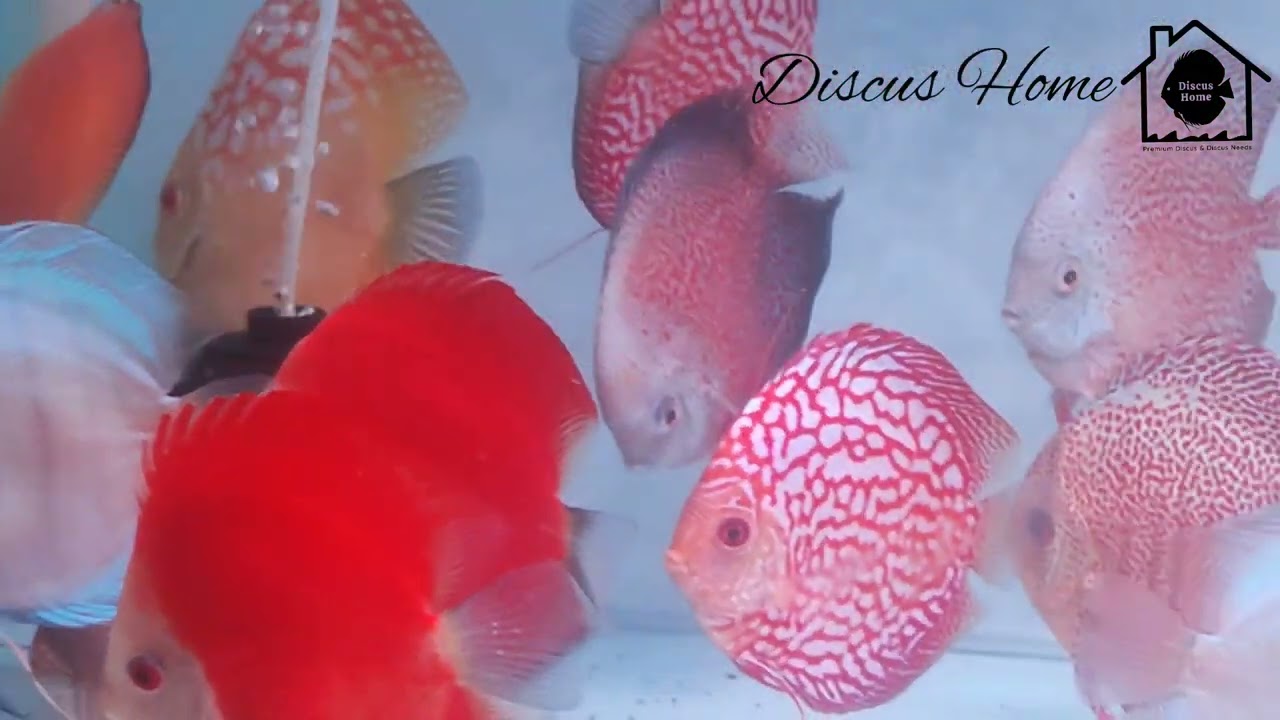 Discus Home | September Collections | Jumbo