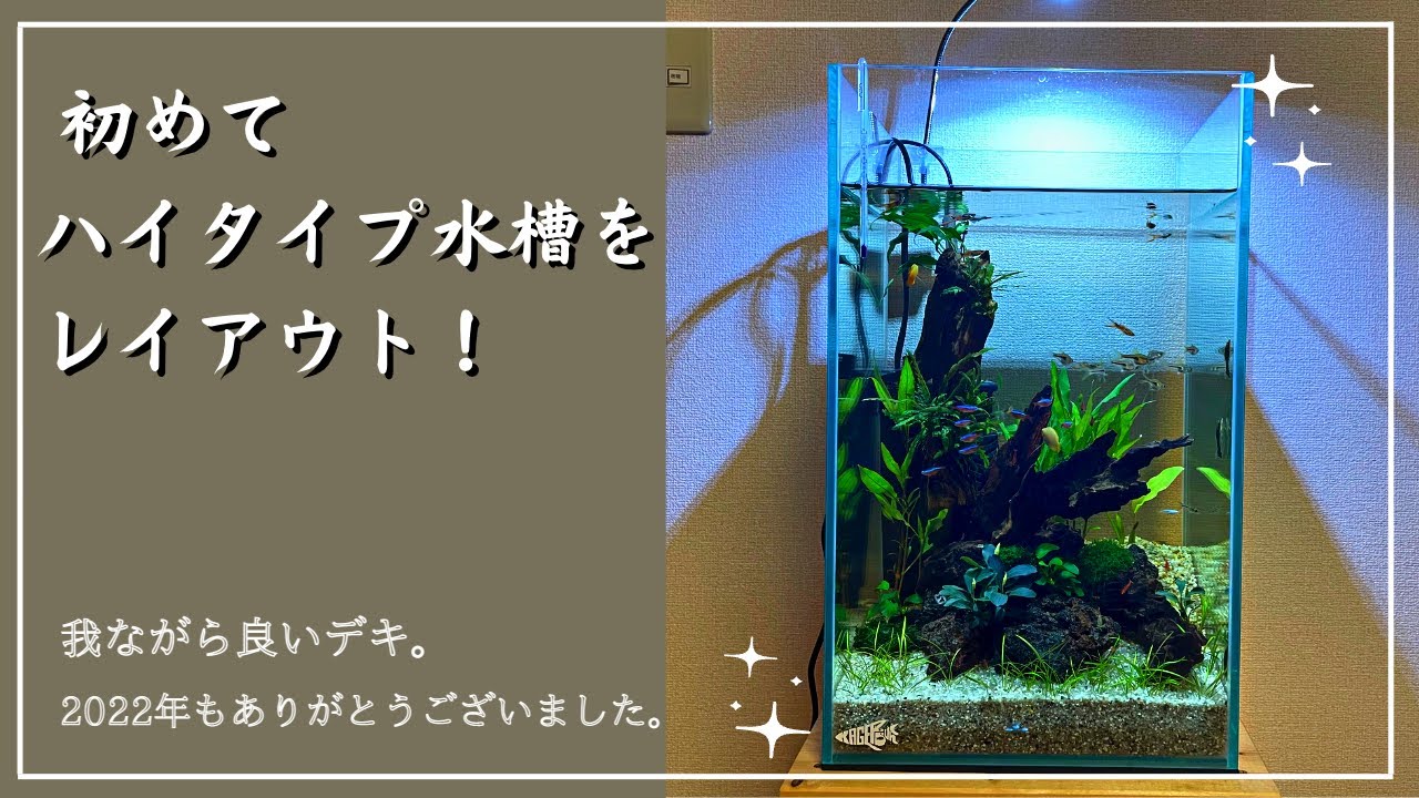 【アクアリウム】30cmハイタイプ水槽を立ち上げました。