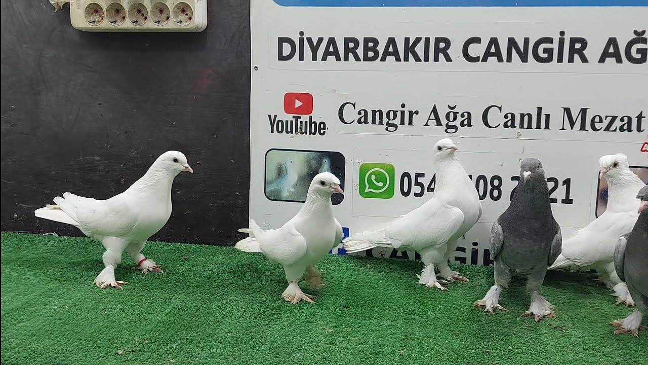 Antika ve Ucar oynar Hazir sağlam Eski kan Kuşlarla Çarşamba Saat 21:00