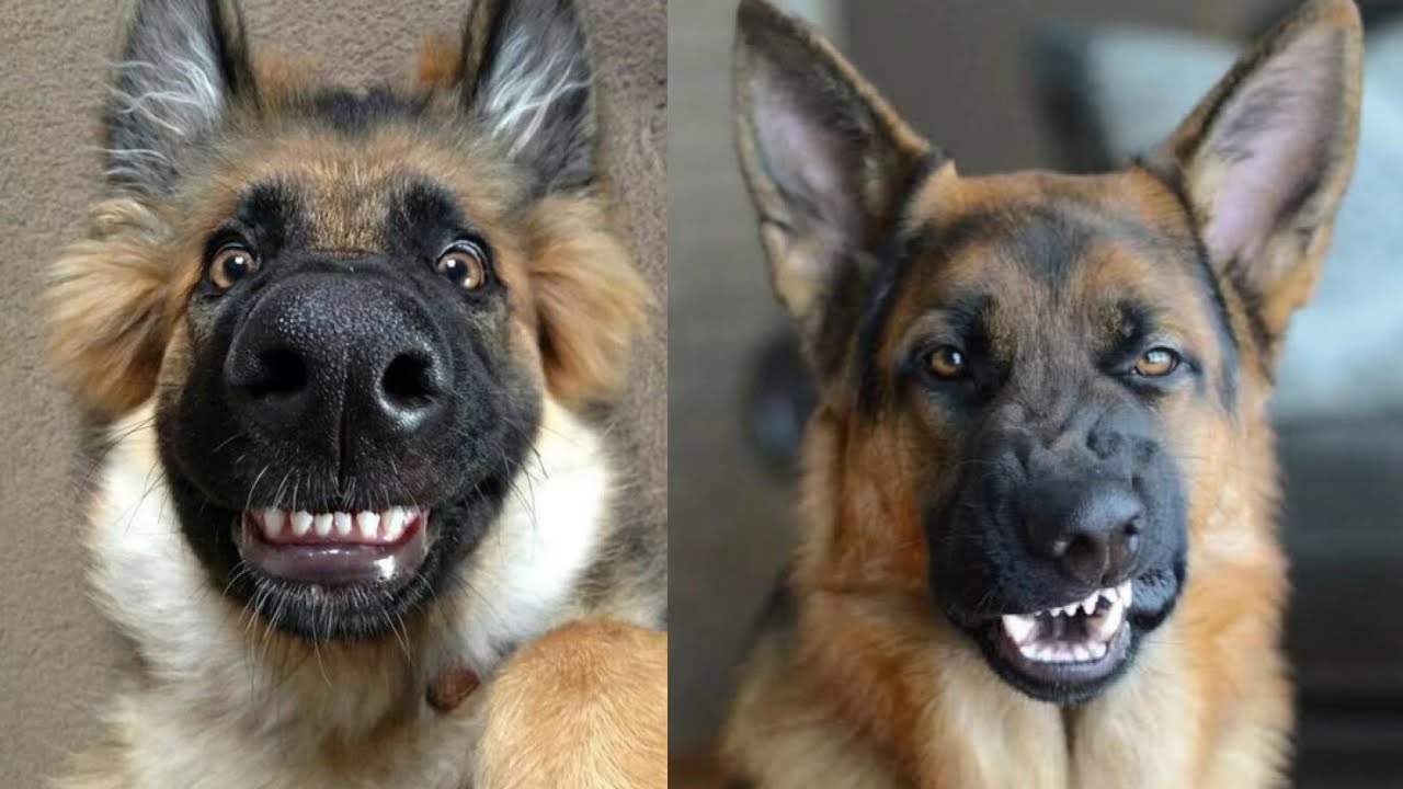 🐶 Подборка смешных немецких овчарок 😂 Симпатичные видео о немецких овчарках