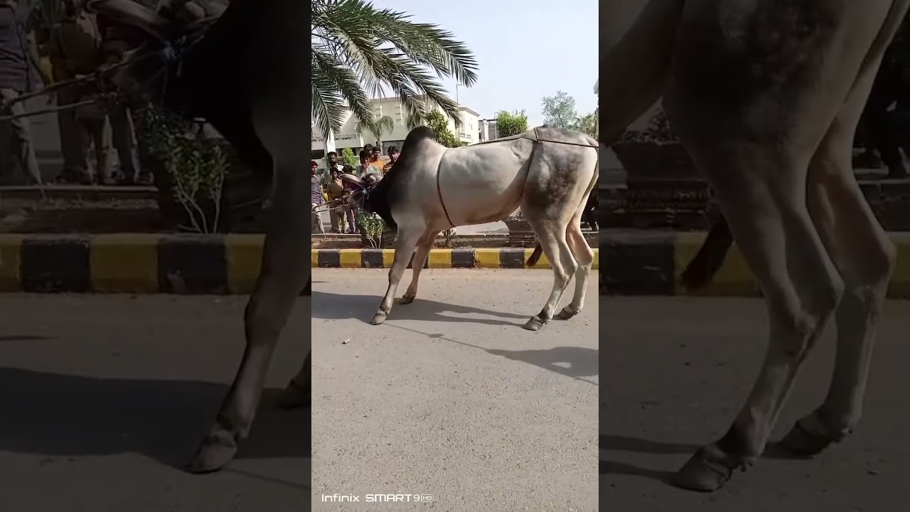 Dangerous Bull Qurbani 😱 #reels #cows #bakraeid #fyp #fypシ゚viral #bull #foryou