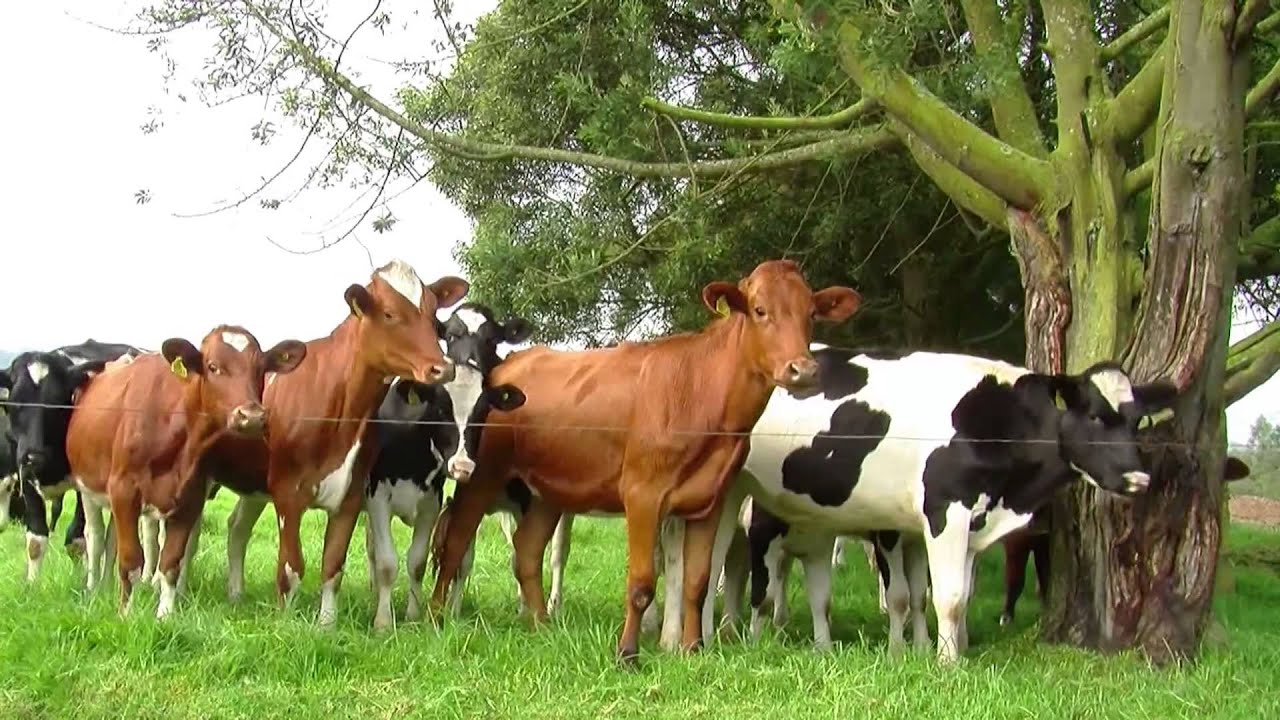 Renovación de Praderas- TvAgro por Juan Gonzalo Angel
