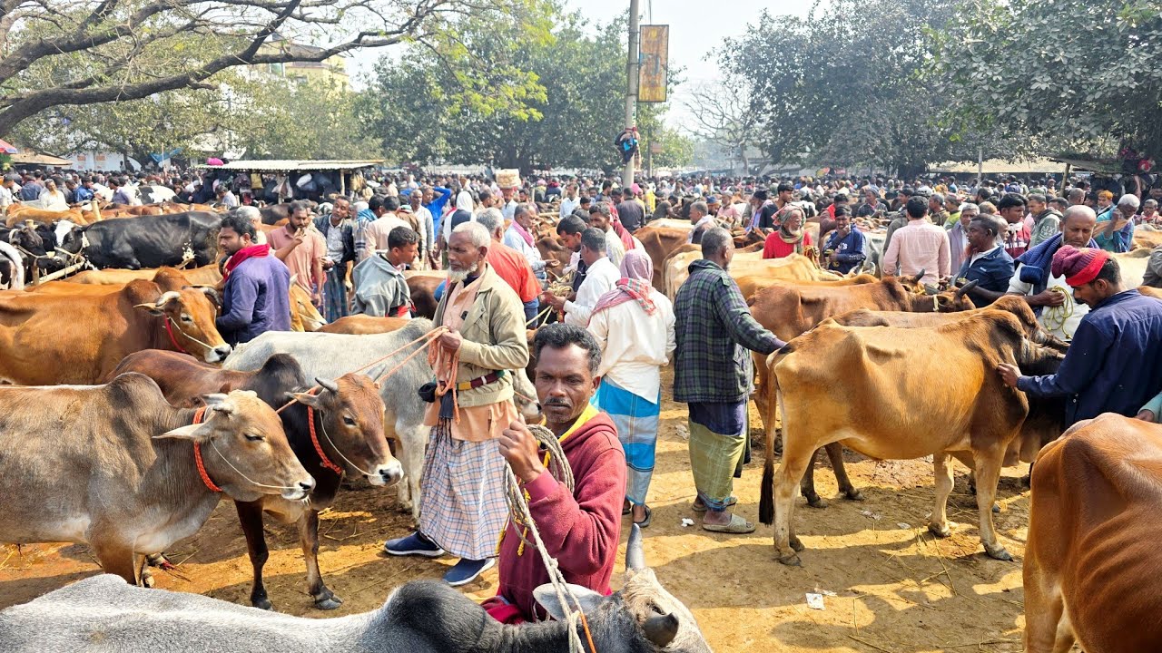 ২০/২/২৬/বর্ডার এলাকার হাট গুলিতে বলদ গরুর ঝড় বয়ে যাচ্ছে এখনই তো কেনার সুযোগ।