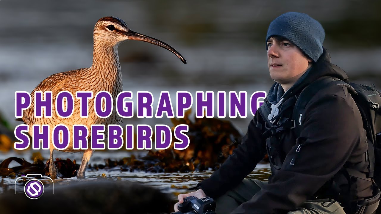 Shorebird Photography with the Z8 – Nikon Z8. Nikkor 180-600