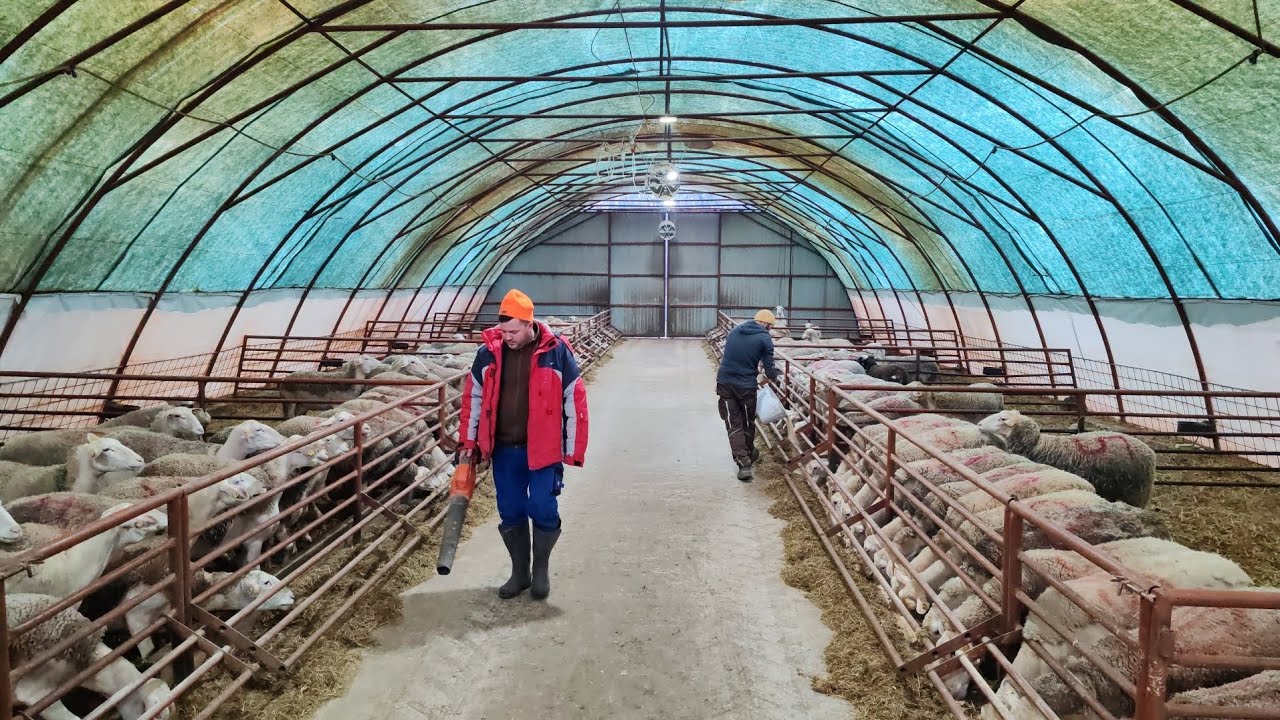 Oile Lacaune și Ferma Baciului sunt în mare progres de la ultima vizită!