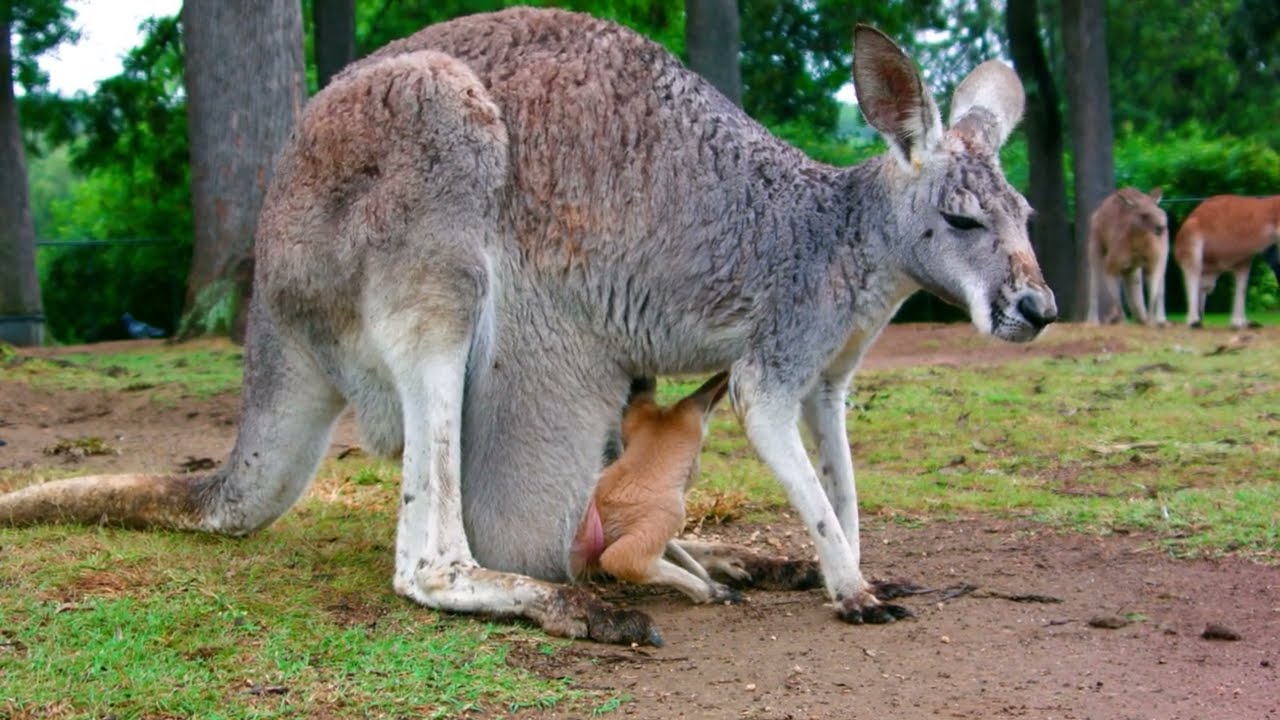 Kangaroo Mating Habits & Social Behavior: A Deep Dive