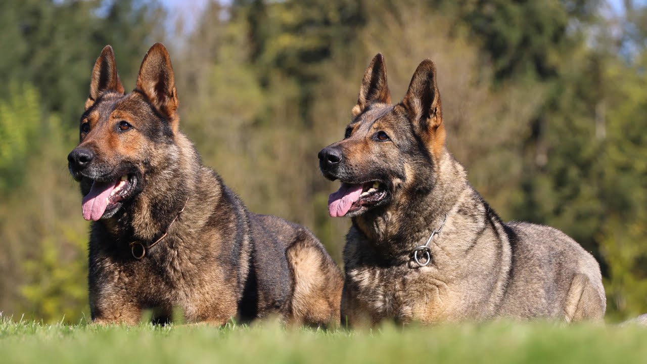 The Perfect Pair: Kimbo & Kessie - Puppies Coming Soon! | Kraftwork K9 Pro