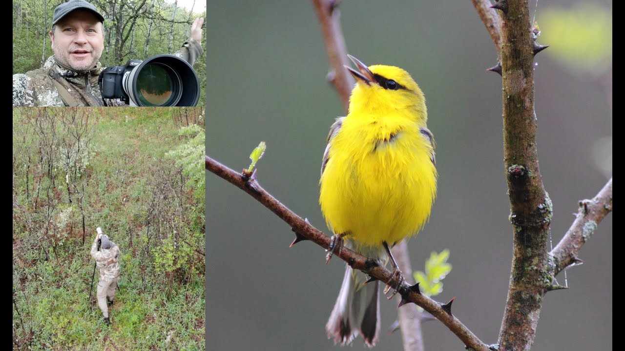 Wildlife Photography --Small Birds in Nature - Blue-winged Warbler