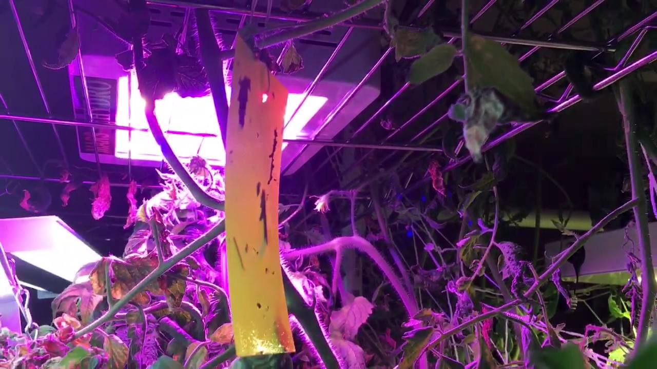 Daily Rapid Garden View 🌶May 23 No-Spill Revolution