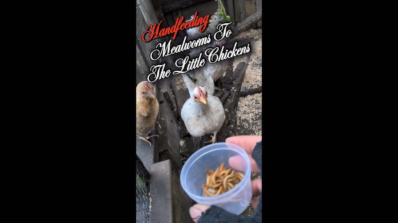 Treat Time For The Little Seramas #serama #timeout #mealworms #chickens